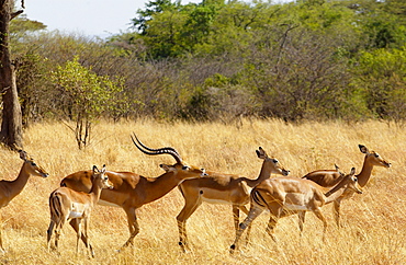 Male Impala with curved horns chasing and scenting a female,  Grumeti, Tanzania