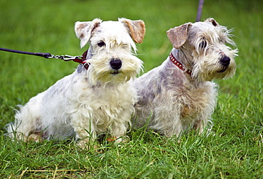 West Highland Terriers, Windsor, England, United Kingdom