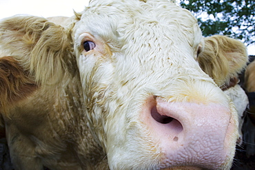 Bull, Hazleton, The Cotswolds,  Gloucestershire, England, United Kingdom