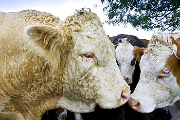 Bull nuzzles up to cows, Hazleton, Gloucestershire, The Cotswolds, England, United Kingdom