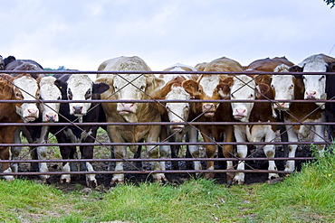 Bull and cows at farm gate, Hazleton, Gloucestershire, The Cotswolds, England, United Kingdom