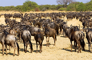 Herd of migrating Blue Wildebeest, Grumeti, Tanzania