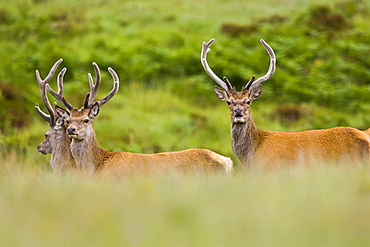 Red Deer, Scotland, United Kingdom