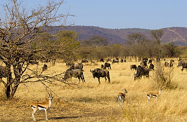 Blue Wildebeest and Thomson's Gazelles, Grumeti, Tanzania