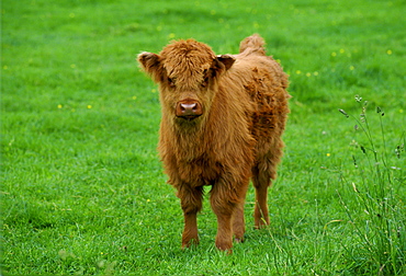 Highland cattle calf, Scotland, UK.