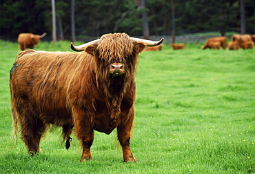 Highland cattle bull, Scotland, UK.