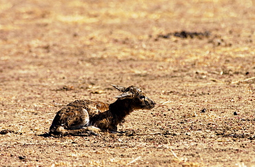 Young Thomsons Gazelle, Grumeti area, Tanzania