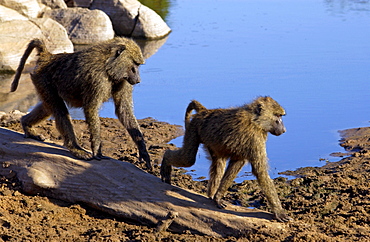 Olive Baboons, Grumeti, Tanzania