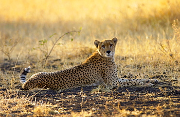 Cheetah, Grumeti, Tanzania, East Africa