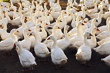 Geese farm, Oxfordshire, United Kingdom. Free-range birds may be at risk if Avian Flu (Bird Flu Virus) spreads