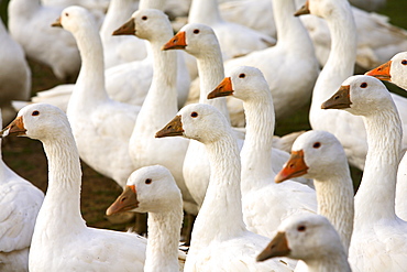 Geese farm, Oxfordshire, United Kingdom. Free-range birds may be at risk if Avian Flu (Bird Flu Virus) spreads