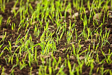 Winter wheat crop growing in a field, Oxfordshire, United Kingdom