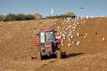 Gulls follow tractor harrowing a field in Oxfordshire, Cotswolds, United Kingdom