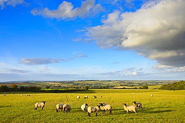 Sheep grazing in Oxforshire, United Kingdom