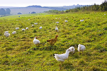 Free-range chickens of breed  Isa 257 roam freely at Sheepdrove Organic Farm , Lambourn, England