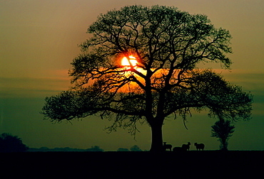 Sheep in a field in Buckingham, England, United Kingdom as the sun is setting.