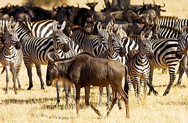 Blue Wildebeest and Common Plains Zebra (Grant's), Grumeti, Tanzania