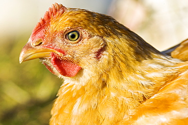 Free-range chicken of breed  Isa 257 at Sheepdrove Organic Farm , Lambourn, England