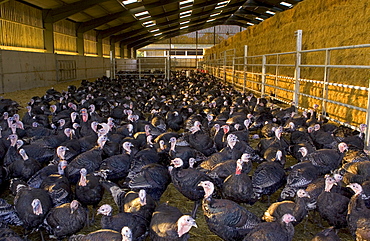 Free-range Norfolk bronze turkeys return to their barn after  roaming at Sheepdrove Organic Farm , Lambourn, England