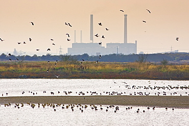 Migratory Lapwings and waders at Thames Estuary.  It is feared that Avian Flu (Bird Flu) could be brought to Britain from Europe by migrating birds.