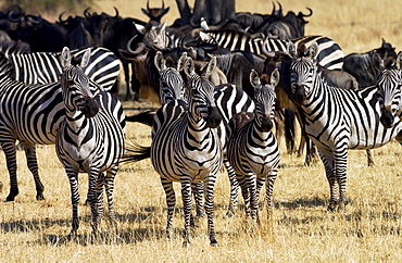 A herd of Common Plains Zebra (Grant's) Grumeti, Tanzania