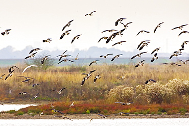 Migratory Lapwings and waders at the Thames Estuary.  It is feared that Avian Flu (Bird Flu) could be brought to Britain from Europe by migrating birds.