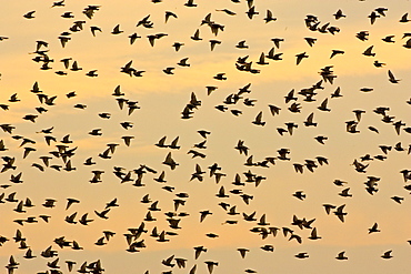 Migratory Starlings at Thames Estuary.  It is feared that Avian Flu (Bird Flu) could be brought to Britain from Europe by migrating birds.