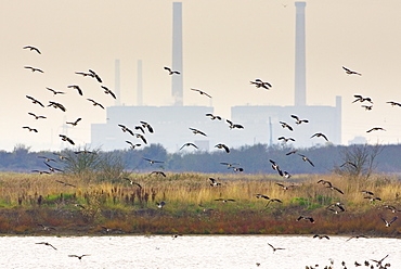 Migratory Lapwings at Thames Estuary.  It is feared that Avian Flu (Bird Flu) could be brought to Britain from Europe by migrating birds.