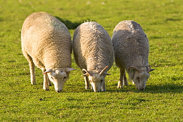 Sheep grazing at Sheepdrove Organic Farm, Lambourn, England