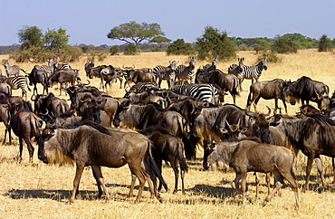 Migrating Blue Wildebeest and Common Plains Zebra (Grant's), Grumeti, Tanzania