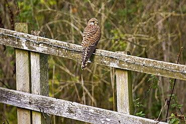 Kestrel perched on a fence, Cotswolds, Oxfordshire, England