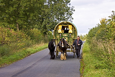 Shire horses pull gypsy caravan through country lanes, Stow-On-The-Wold, Gloucestershire, United Kingdom