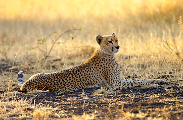 Cheetah, Grumeti, Tanzania, East Africa