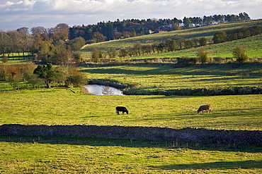 Cows graze by River Windrush, Swinbrook, Oxfordshire,  UK