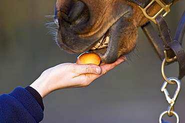 Horse being fed an apple, Oxfordshire, United Kingdom.