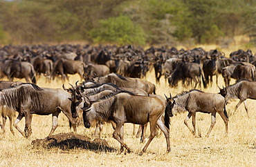 Herd of migrating Blue Wildebeest, Grumeti, Tanzania