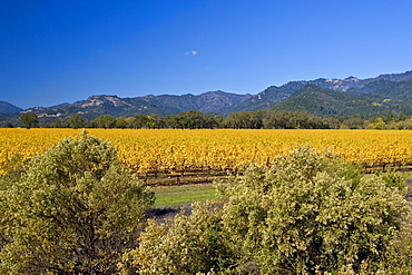 Autumnal vineyard in the Napa Valley, California, United States of America