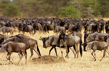 Herd of migrating Blue Wildebeest, Grumeti, Tanzania