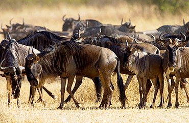 Herd of migrating Blue Wildebeest, Grumeti, Tanzania