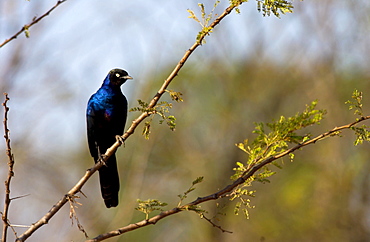 Rueppell's Glossy-Starling, Grumet, Tanzania, East Africa