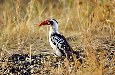 Red-billed Hornbill, Grumet, Tanzania, East Africa