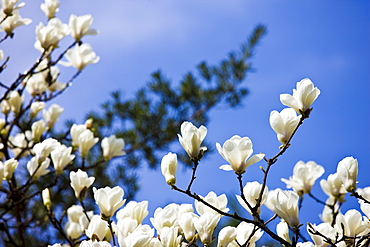 Magnolia tree in the Yu Gardens, Shanghai, China