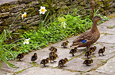 Mallard duck with her twelve ducklings in an English country garden