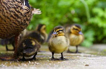 Mallard ducklings just one day old