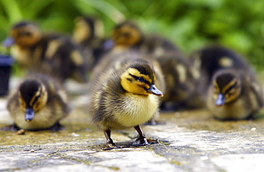 Mallard ducklings