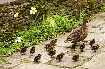 Mallard duck with her ducklings, Cotswolds, England