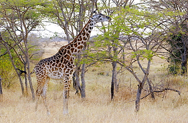 Adult giraffe in Grumeti, Tanzania