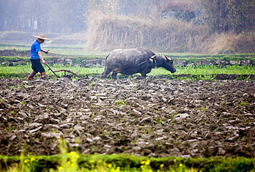 Farmer uses a buffalo to pull plough through a crop field near Fuli, Xingping, China