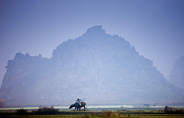 Farmer uses a buffalo to pull plough through a crop field near Fuli, Xingping, China