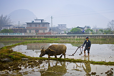 Farmer uses a buffalo to pull plough through a crop field near Fuli, Xingping, China